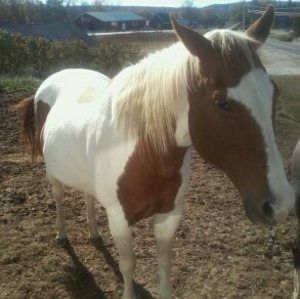 Meet your Posher, Lois